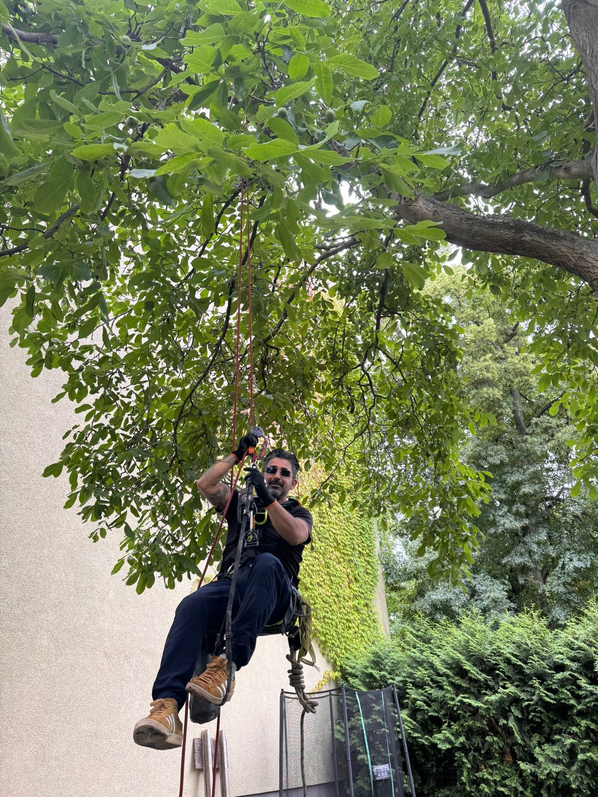 Arash B. Pour bei seiltechnischen Höhenarbeiten an einem Baum